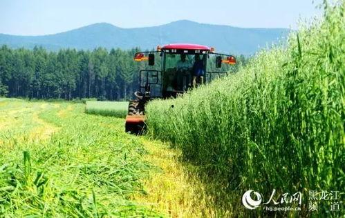 黑龙江农场爆料事件最新,揭露背后惊人真相 第1张 黑龙江农场爆料事件最新,揭露背后惊人真相 第1张